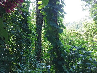 Photos of Spirogyra Butterfly Garden