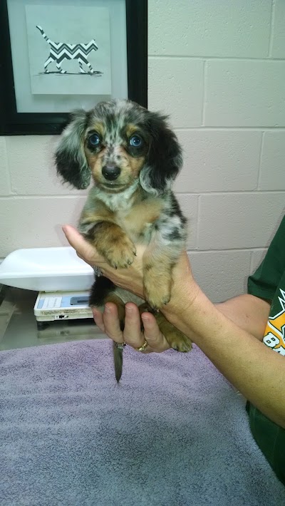 Photos of VCA Apex Animal Hospital