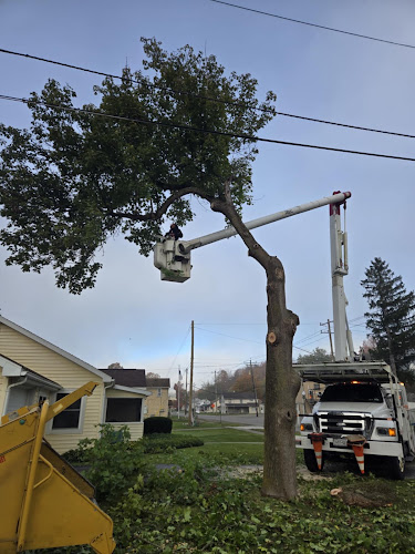 Dave & Sons Tree Service