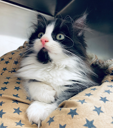 Photo n°3 de Clinique Vétérinaire Animalia Ttikiak à Saint-Jean-de-Luz (Vétérinaire)