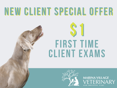 Marina Village Veterinary clinic photo