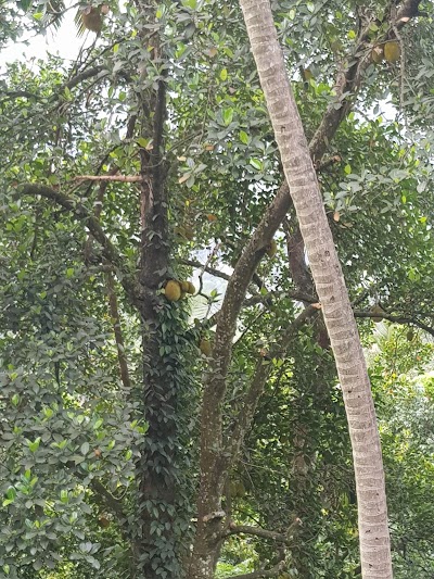 Photos of ගම්පොල කඩේ පොලොස් මාලුව නයි මිරිස් සම්බෝලය උණු පොල් රොටි