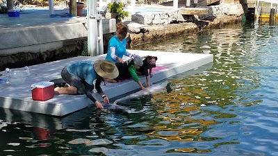 Photos of Island Dolphin Care