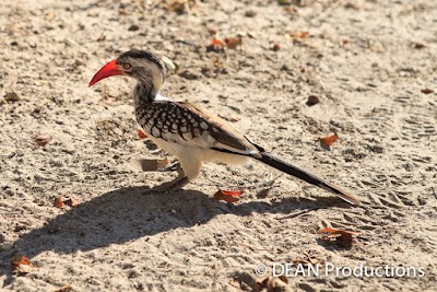 Photos of Moremi Game Reserve