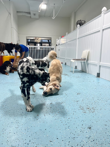 City Bark Miami by null