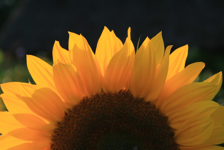 Webservice Plaggenborg photo