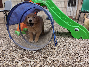 Photo n°5 de Élevage de l'Auberge De La Voûte - Golden Retriever à Sept-Saulx (Éleveur de chiens)