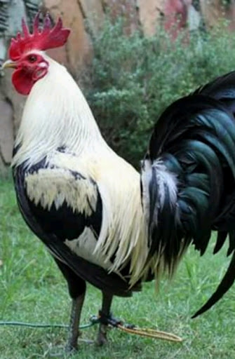 Gallos San Fernando - Thumbnail