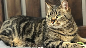 Photo n°1 de Clinique vétérinaire ARTEMIS - Docteurs Achcar, de Cussac & Mayère à Versailles (Vétérinaire)