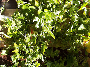 Photo n°2 de La Brasserie du Lez à Saint-Clément-de-Rivière (Brasserie)