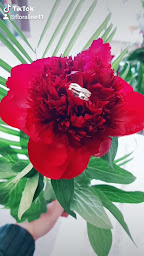 Photo n°20 de Floraline à Villebarou (Fleuriste)