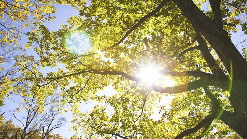 The Tree Men, Inc. | A Plus Tree, LLC