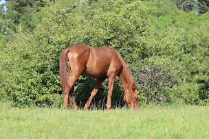 Photo n°5 de GAEC DHOTE à Ouhans (Ferme d'élevage)