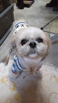 ワンちゃんの美容室せれな