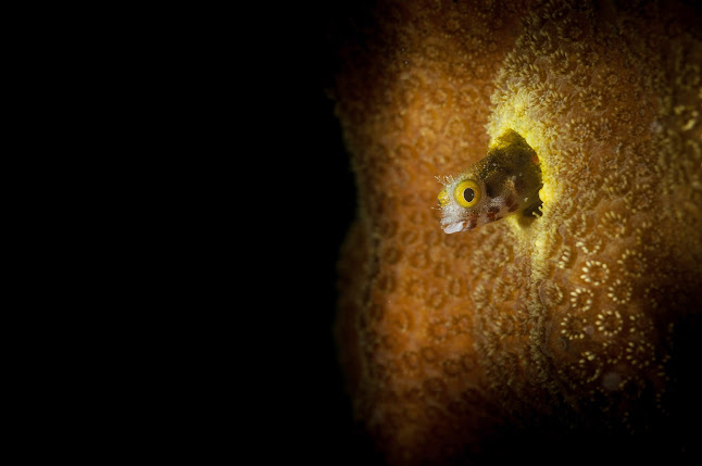 Exotic Aquatics - Belfast