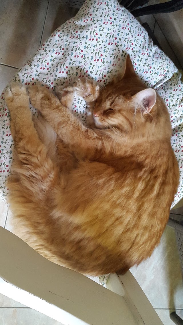 Cat Café