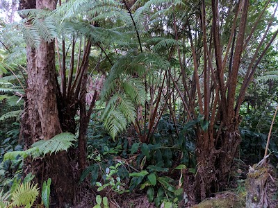 Ferny Hollow: Romantic Rainforest Cottage