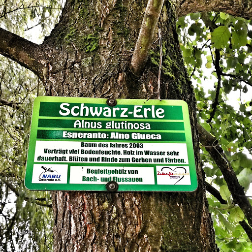 START · Baumlehrpfad um den Jues