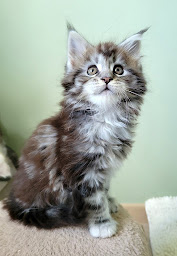 Photo n°14 de Chatterie de Breizh in love à Tramain (Éleveur)