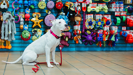 Doggie Style Pets Cinnaminson - Thumbnail