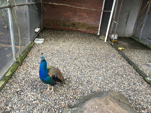 Gore Aviary