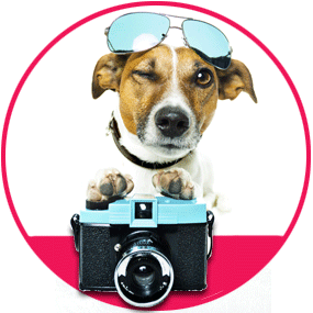 Spot The Dog Grooming - Thumbnail