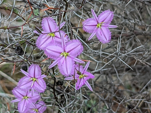 Candy’s Bush Reserve - Thumbnail