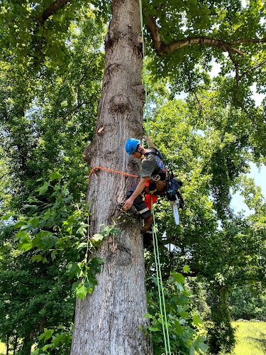 Ascent Tree Company