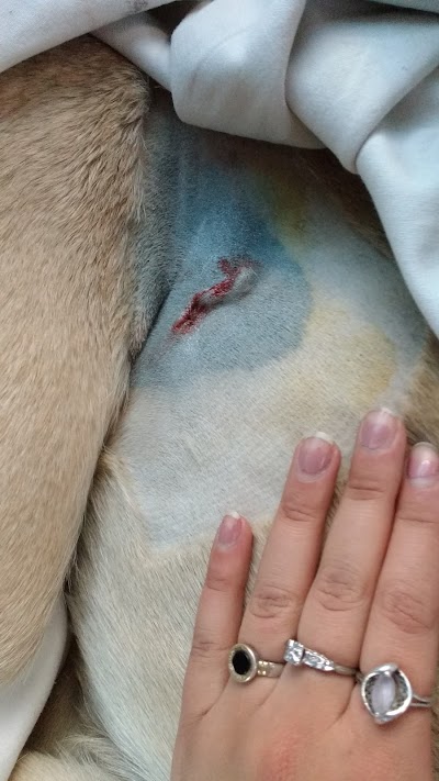 veterinary-care