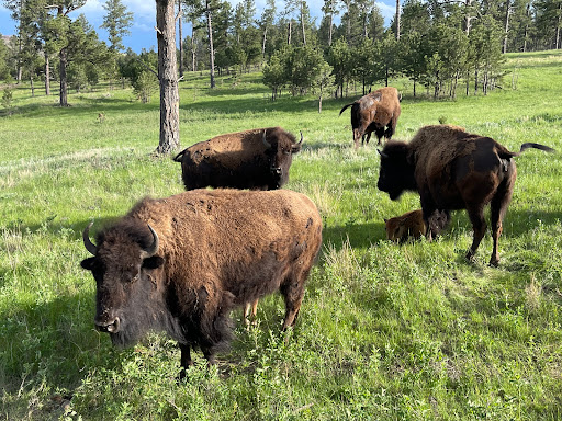 Custer State Park Wildlife Loop Road - Thumbnail