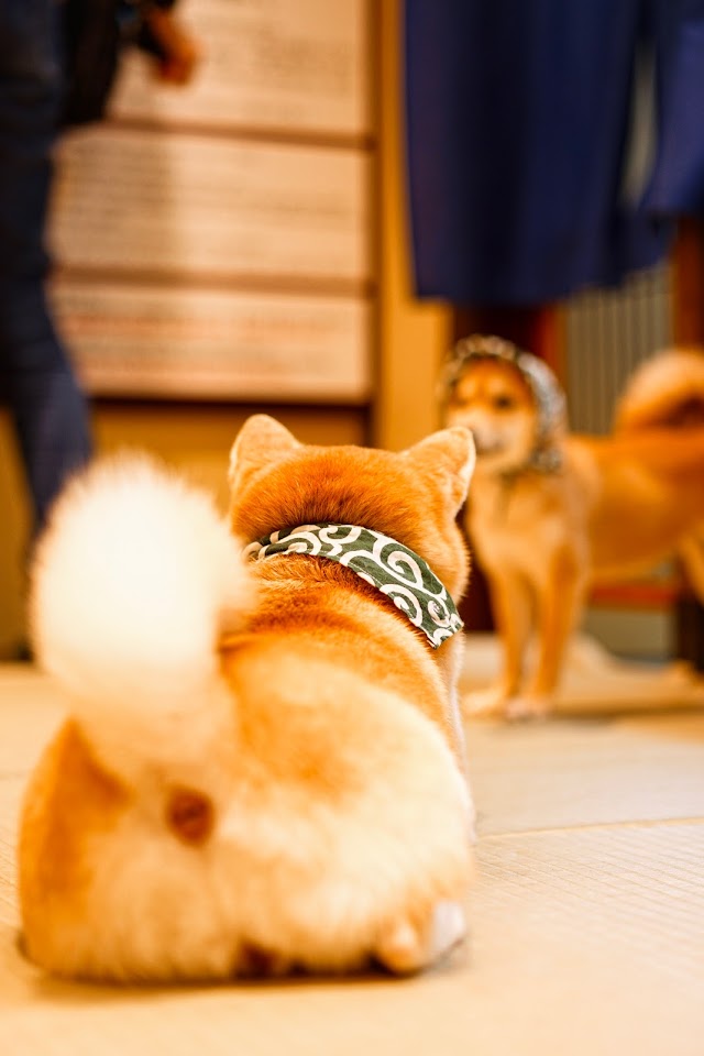 Asakusa Mameshiba Cafe