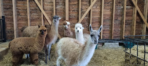 Photo n°25 de Les camélidés de Pitgam ferme pédagogique à Pitgam (Ferme pédagogique)