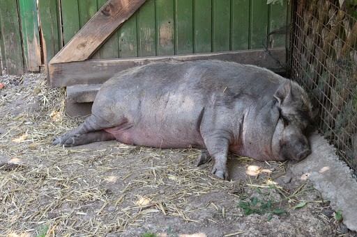 Kleiner Zoo am Krater Bad Nenndorf - Thumbnail
