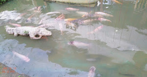 Recreo Turistico PALACIN 2