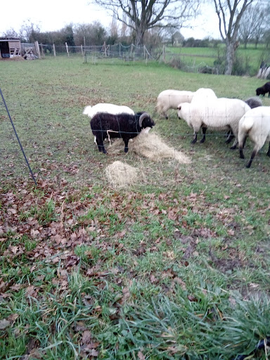 ECO PATURAGE du Jardin de LIPHANE - Thumbnail