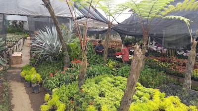 Photos of Flora Mitra Nusantara