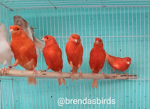 Brenda's Birds Gallery - United States
