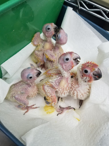 Parrot Productions - Thumbnail