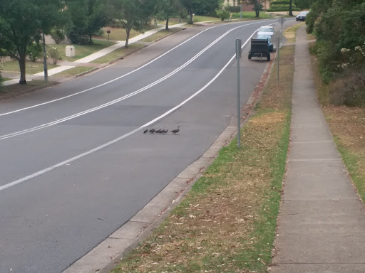 Macquarie Dr before Shepherds Dr - Thumbnail