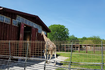 Lupa zoo, Ludlow, United States