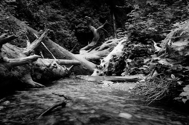 Fern Canyon