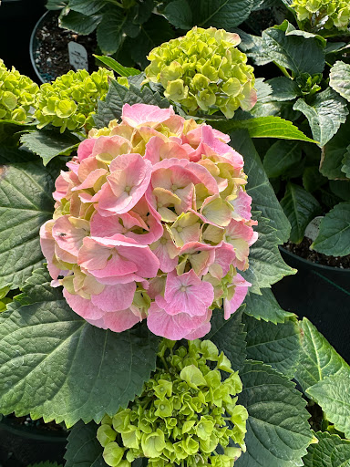 Varner's Greenhouse & Nursery - Thumbnail