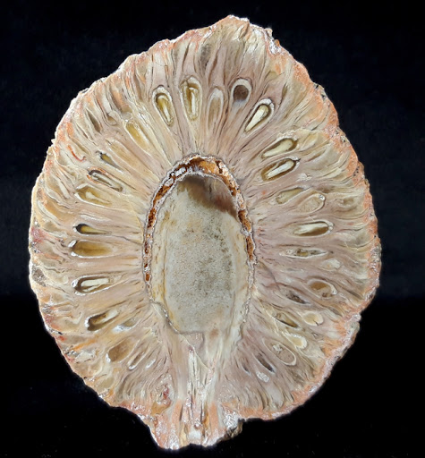 FossNet - Fossilienstore - Thumbnail