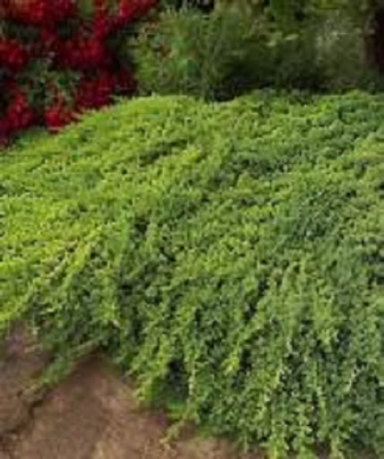 All Seasons Garden Shop - Thumbnail