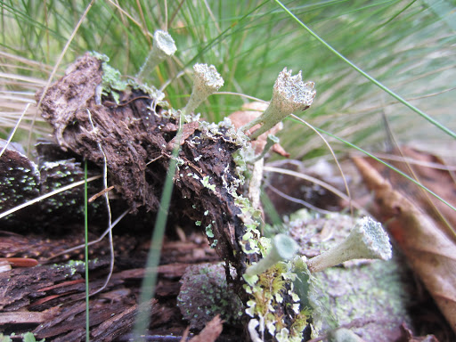 Moosehorn National Wildlife Refuge - Ox Cove - Thumbnail