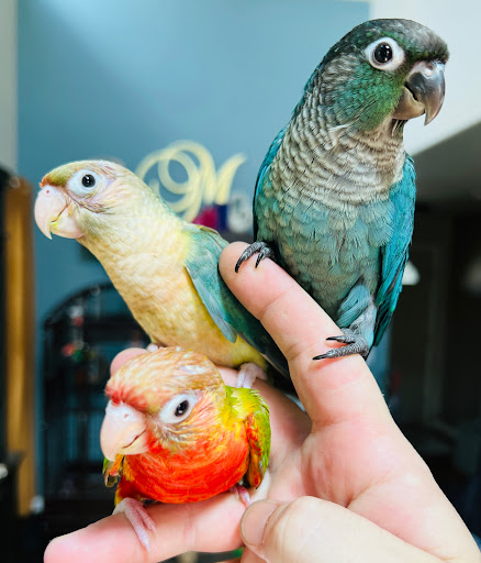 Mile High Parrot Supply - Thumbnail