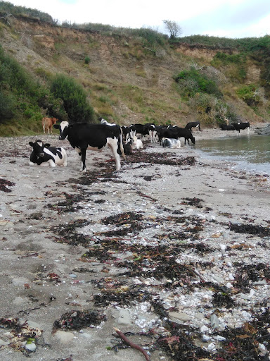 Cows Beach - Visual