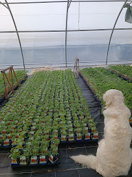 Photo n°10 de Plantzone à Busserolles (Maraîcher)
