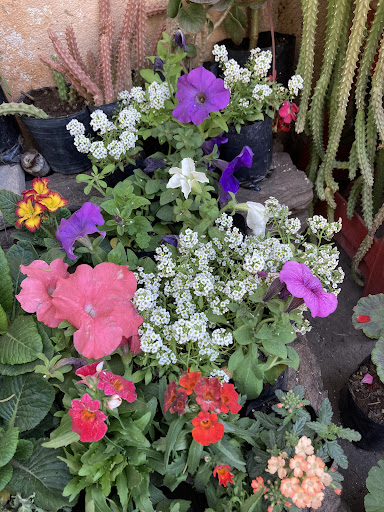 Vivero Las Amigas - Foto 1