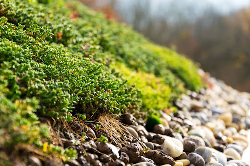 Hampshire Green Roofing - Green and Living Roof Installations - Thumbnail